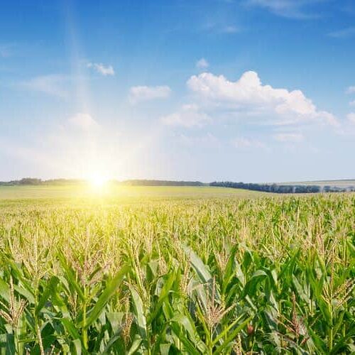 Field of corn